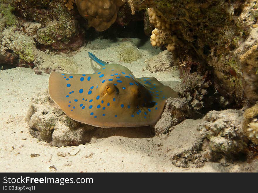 Blue spotted stingray on sea bed, Red Sea