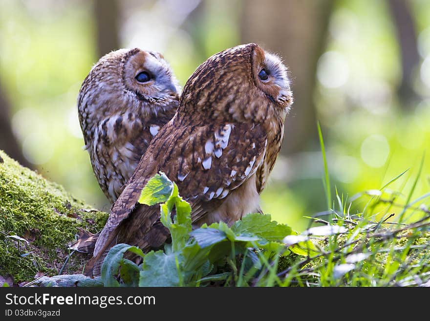 Two tawny owls