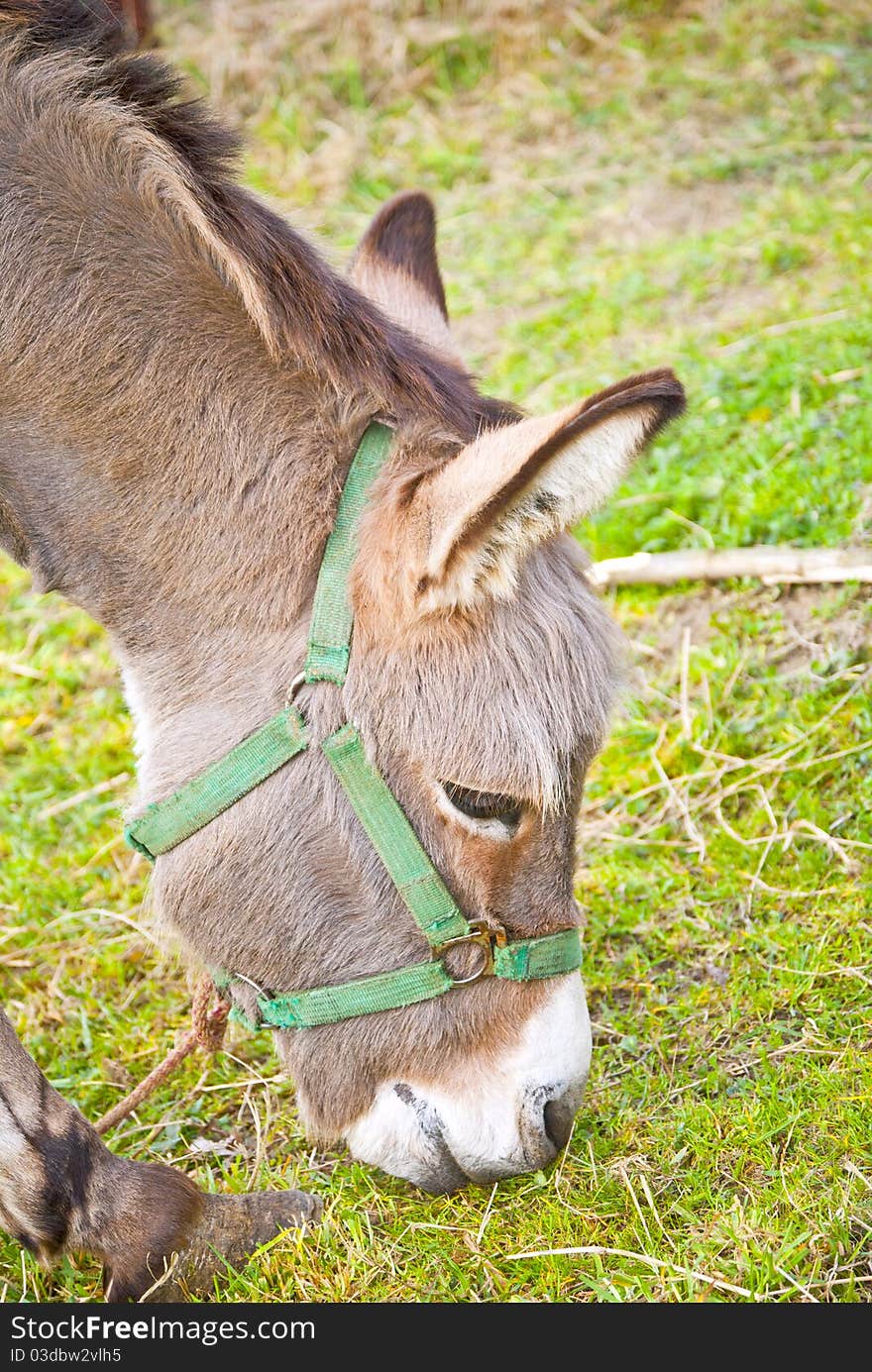 Small circus donkey eating grass