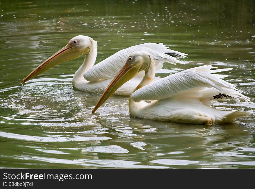 Pair of white pelicans wading in a pond. Pair of white pelicans wading in a pond.