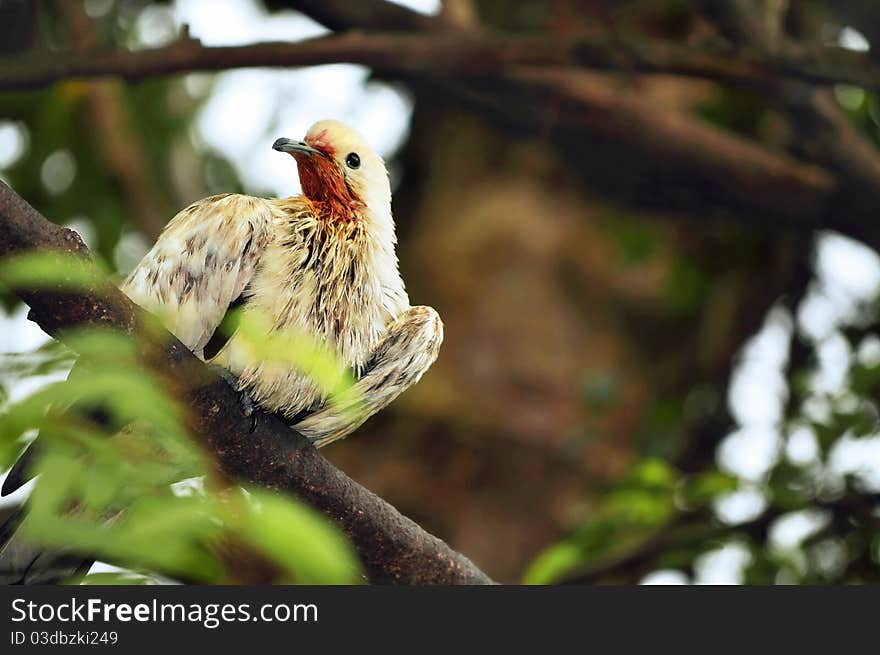 Wet White Pigeon On Tree Branch.