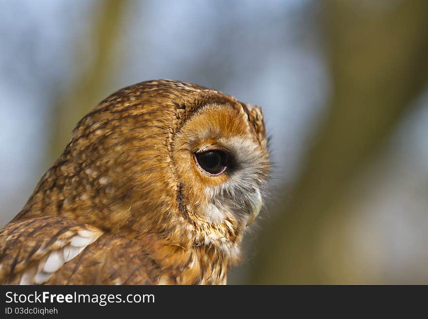 Portrait Of Tawny Owl