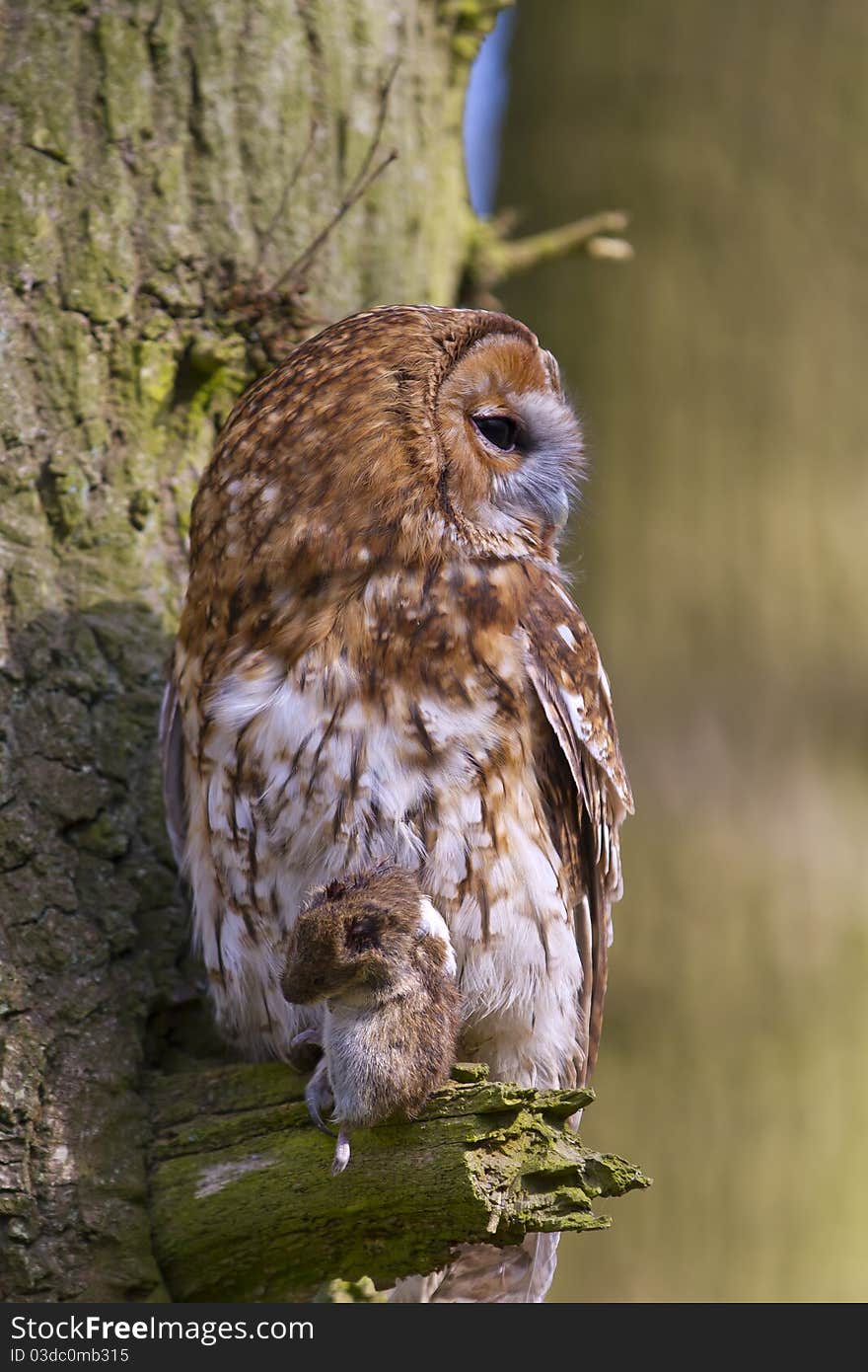 Tawny owl with prey