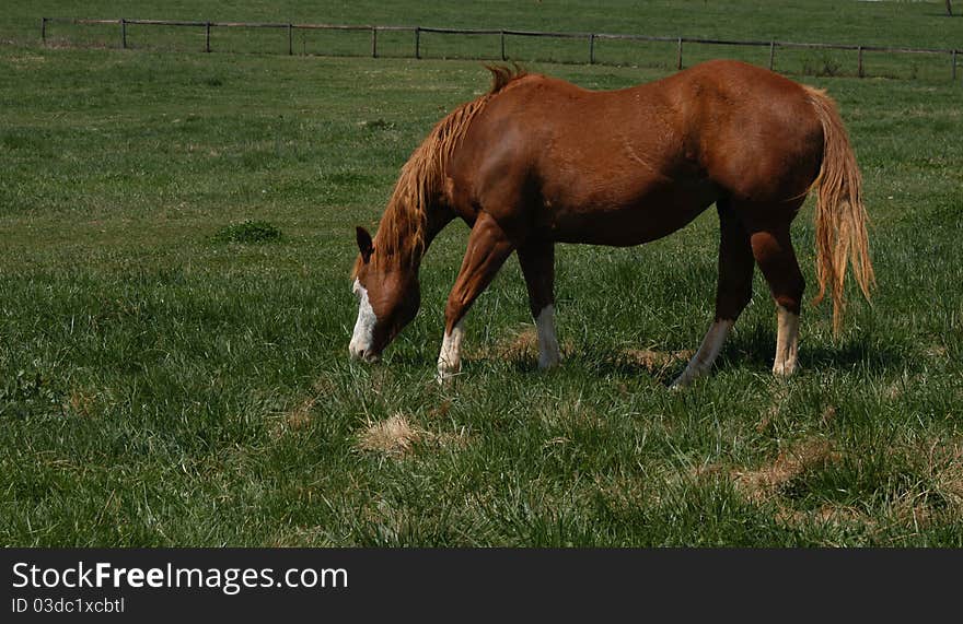 A horse eating grass in the pasture. A horse eating grass in the pasture