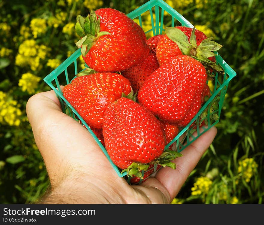 Image of hand holding strawberries in container