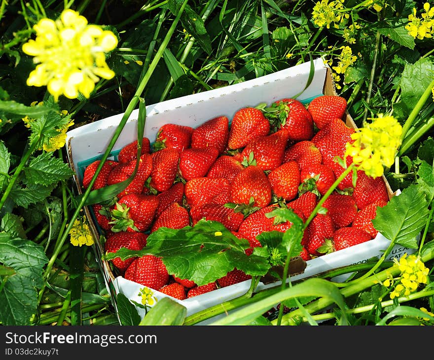 Image of strawberries in a box