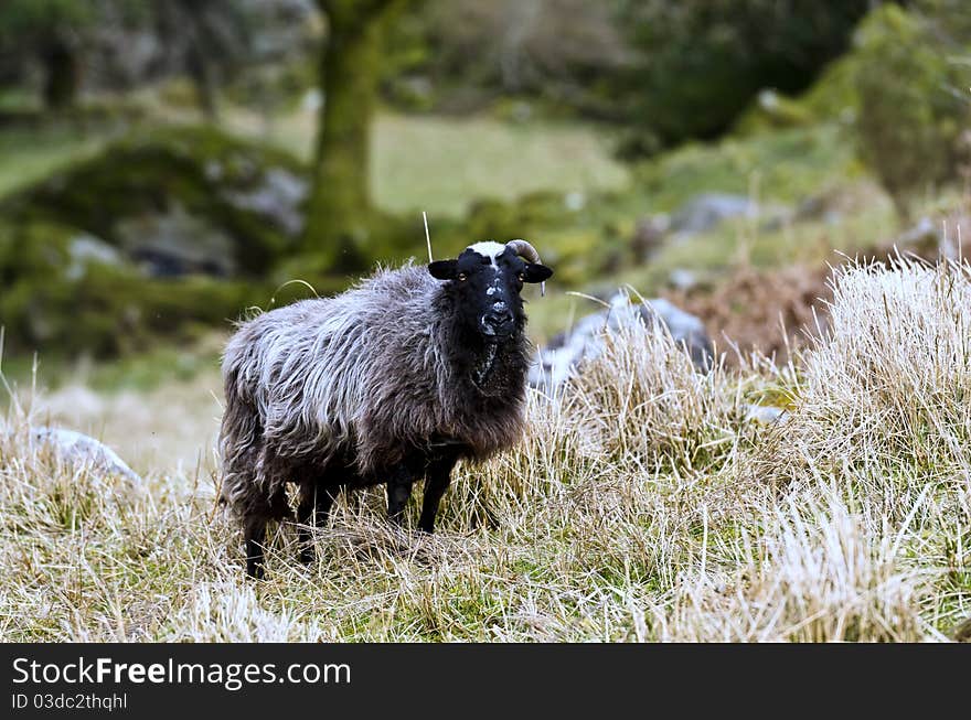 One horned goat