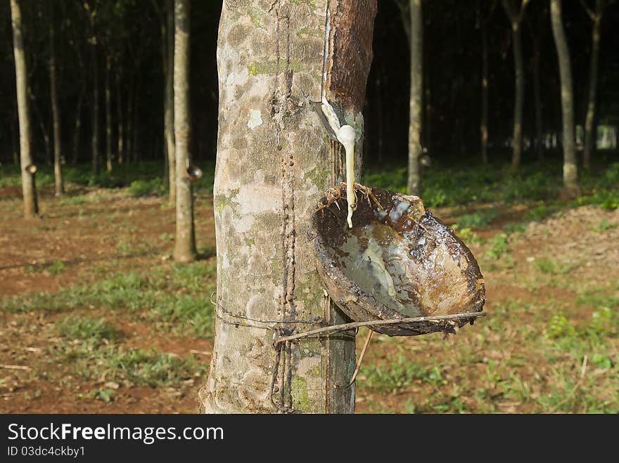 Collecting raw rubber from a rubber tree