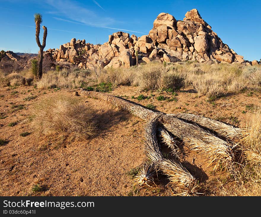 Morning landscape in Joshua Tree National Park, California.