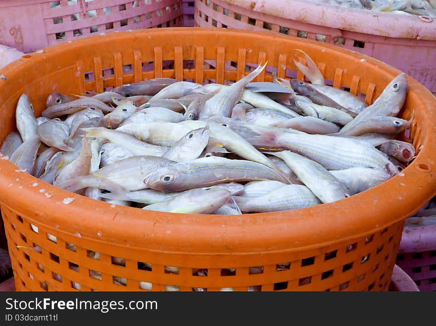 Fishes In Market 1.