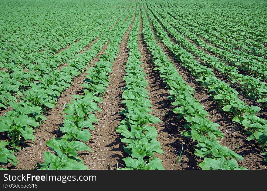 Treated field sown with sunflower. Treated field sown with sunflower