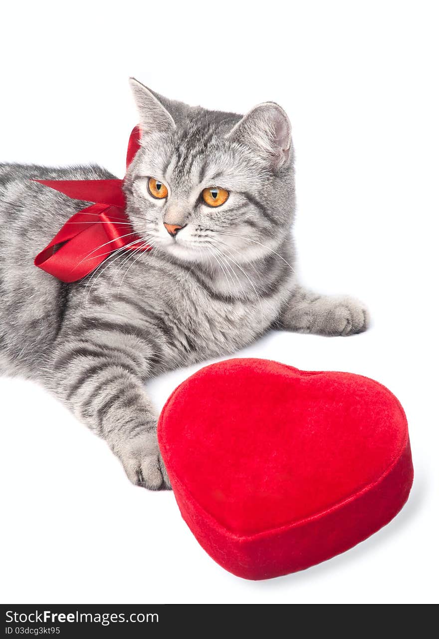 Looking young funny grey cat with red bow and heart, isolated on white. Looking young funny grey cat with red bow and heart, isolated on white