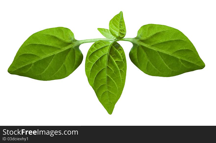 Seedling of sweet pepper isolated on white background. Seedling of sweet pepper isolated on white background