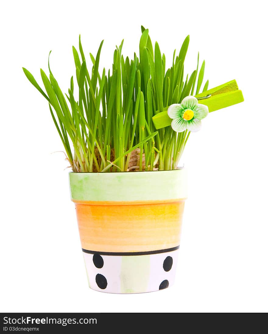 Green grass in a pot on a white backgroun