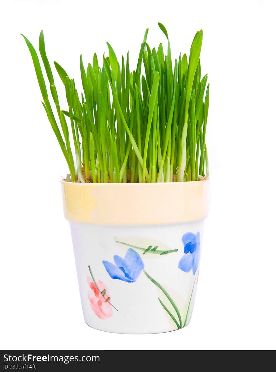 Green grass in a pot on a white backgroun