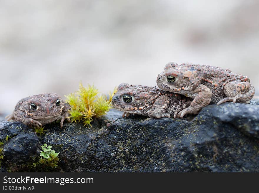 Bufo calamita