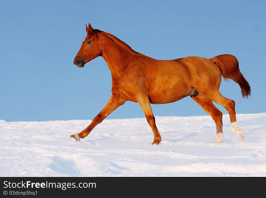 Red horse runs gallop in winter