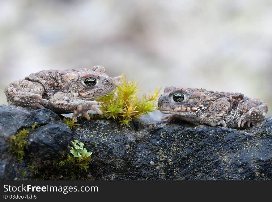 Bufo calamita