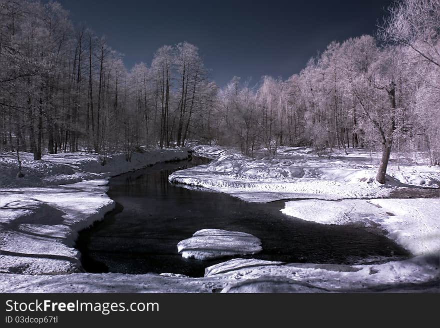 Trees In The Winter