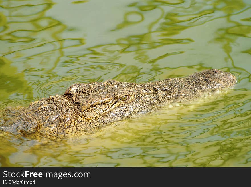 Crocodile hunting