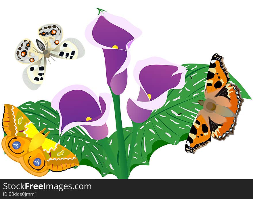 Three butterflies fly around a flower. Three butterflies fly around a flower