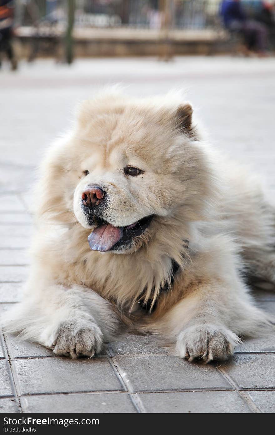 Chow chow front