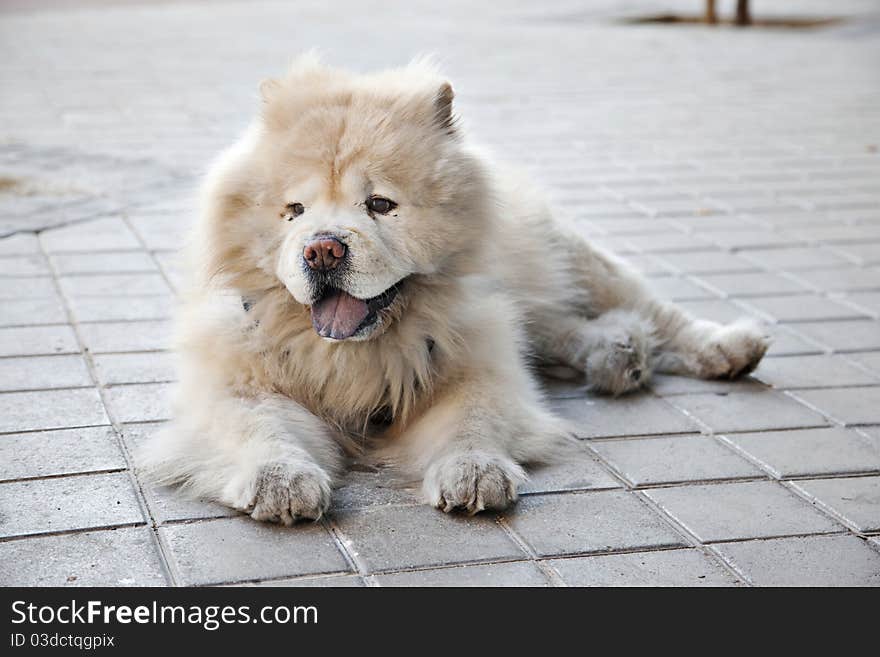 Chow chow horizontal