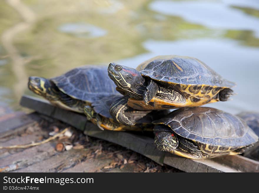 Horizontal photo of four turtles sunbathing in a lake. Horizontal photo of four turtles sunbathing in a lake