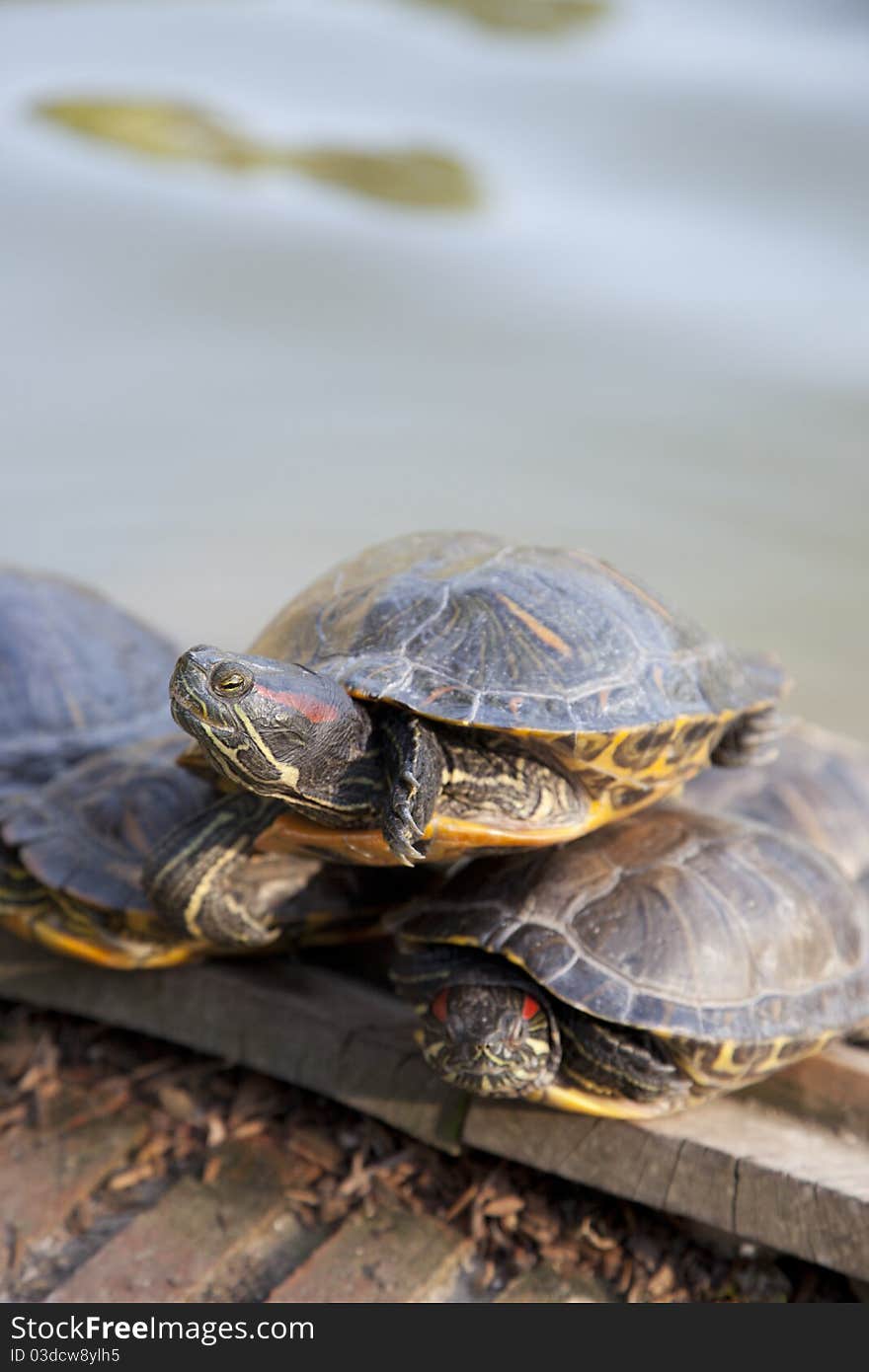 Turtles sunbathing in a lake