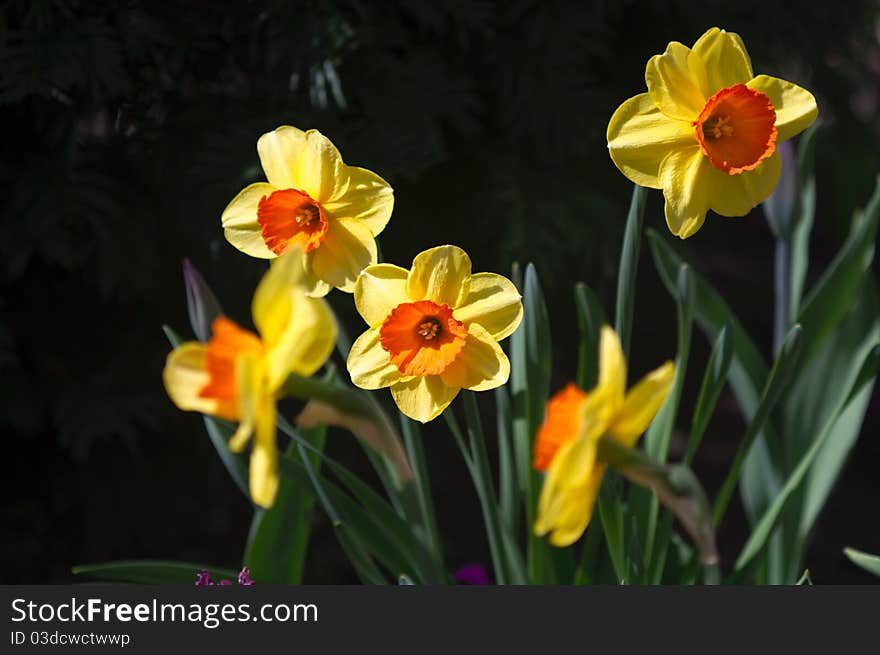 Daffodils In Spring