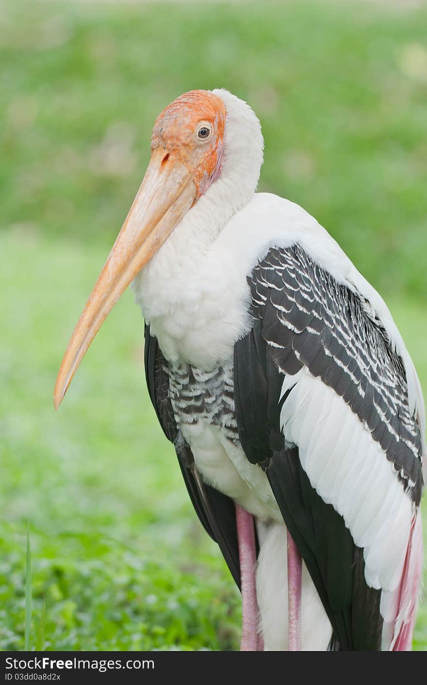 White Stork