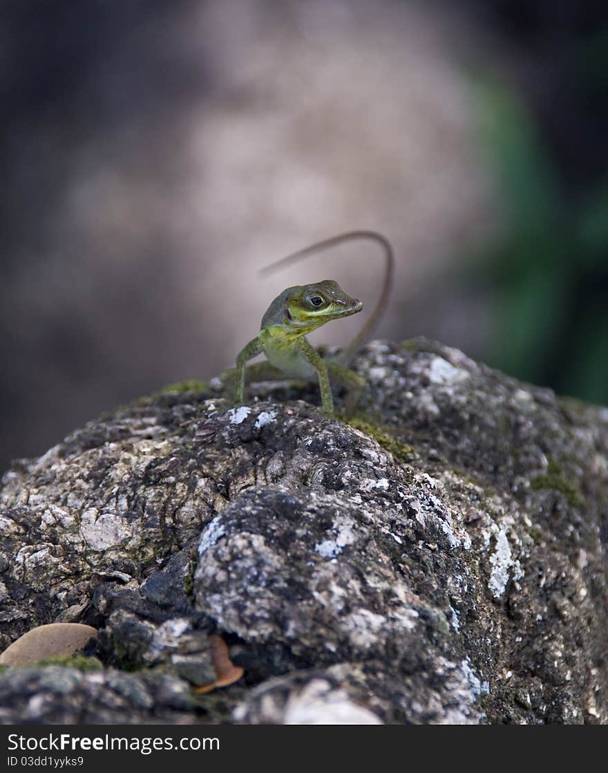 A small lively lizard seen in Grenada in the caribbean. A small lively lizard seen in Grenada in the caribbean.