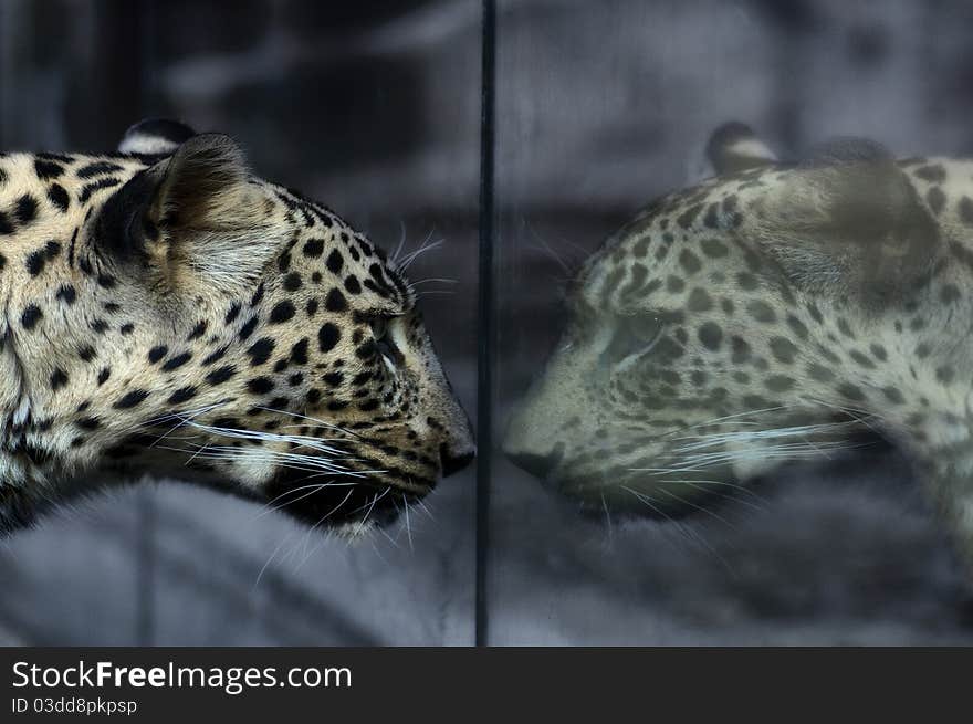 A leopard staring at its reflection in a glass wall. A leopard staring at its reflection in a glass wall