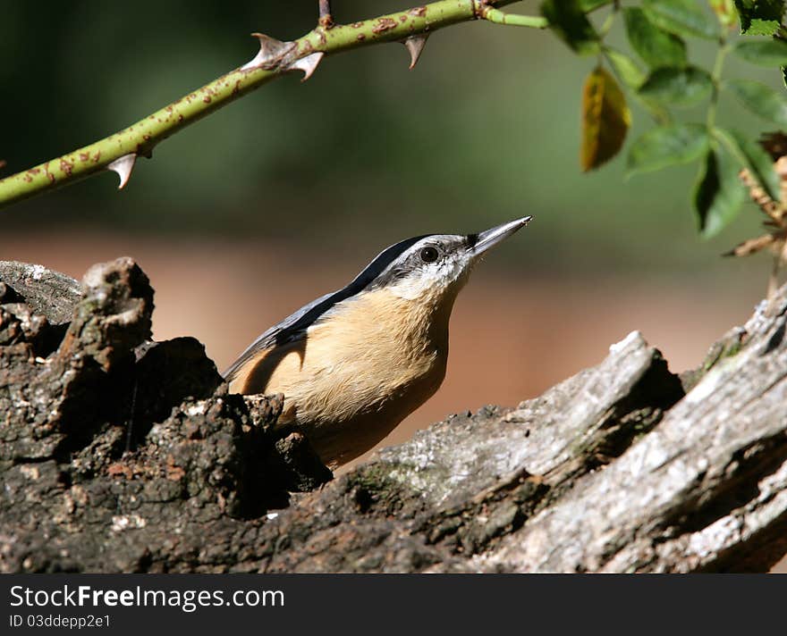 Nuthatch