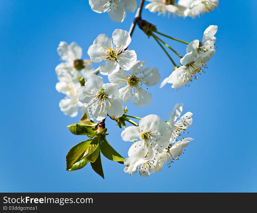 Cherry tree branch against sky. Cherry tree branch against sky