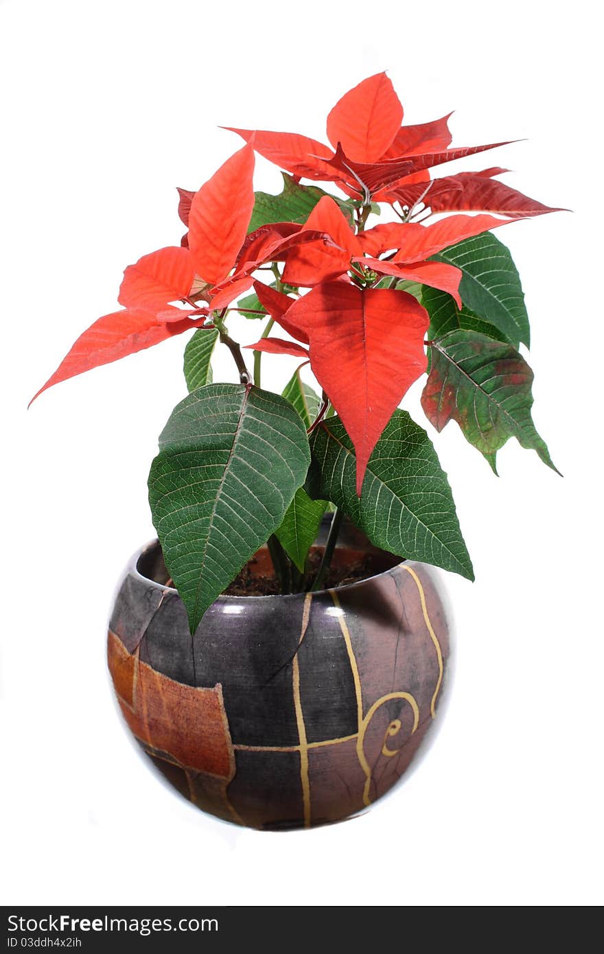 POINSETTIA PULCHERRIMA