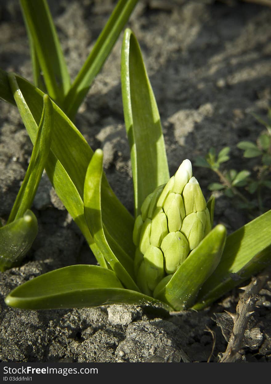 First hyacinth bud at spring