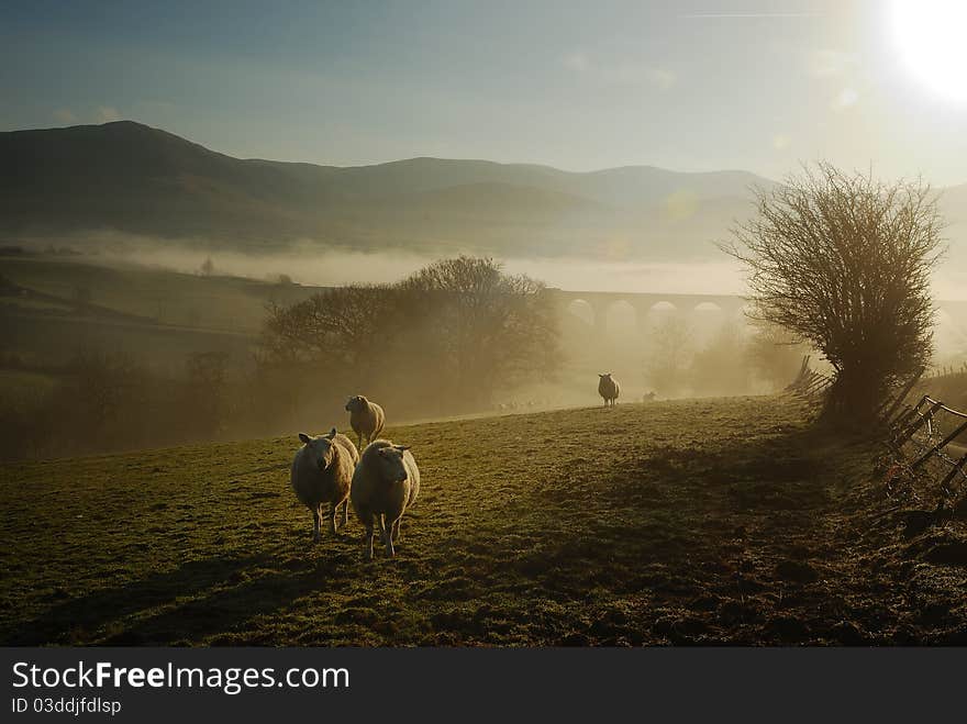 Sheep and the Misty Sunny Bridge. Sheep and the Misty Sunny Bridge