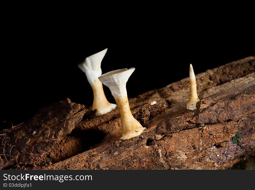 Fungi grows on dead tree in nature.