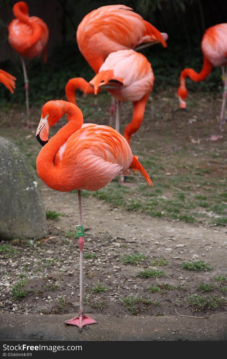 Red flamingo