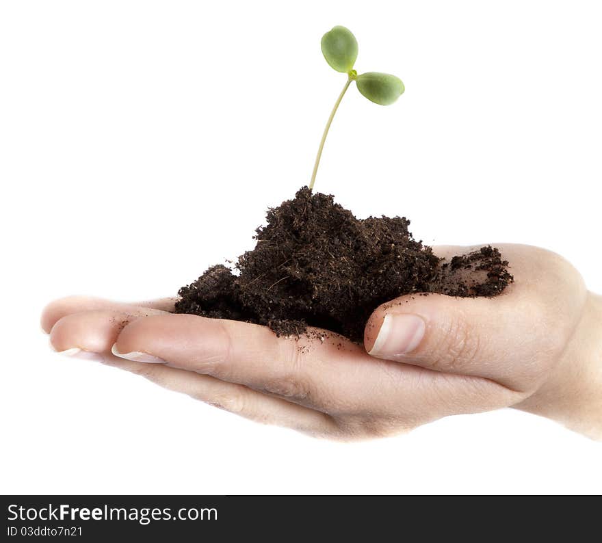 A woman's hand carrying a little sprout in a handful of soil, isolated. A woman's hand carrying a little sprout in a handful of soil, isolated