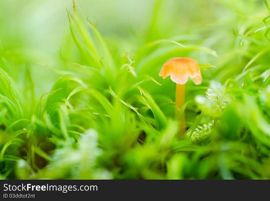 Fungus with green moss