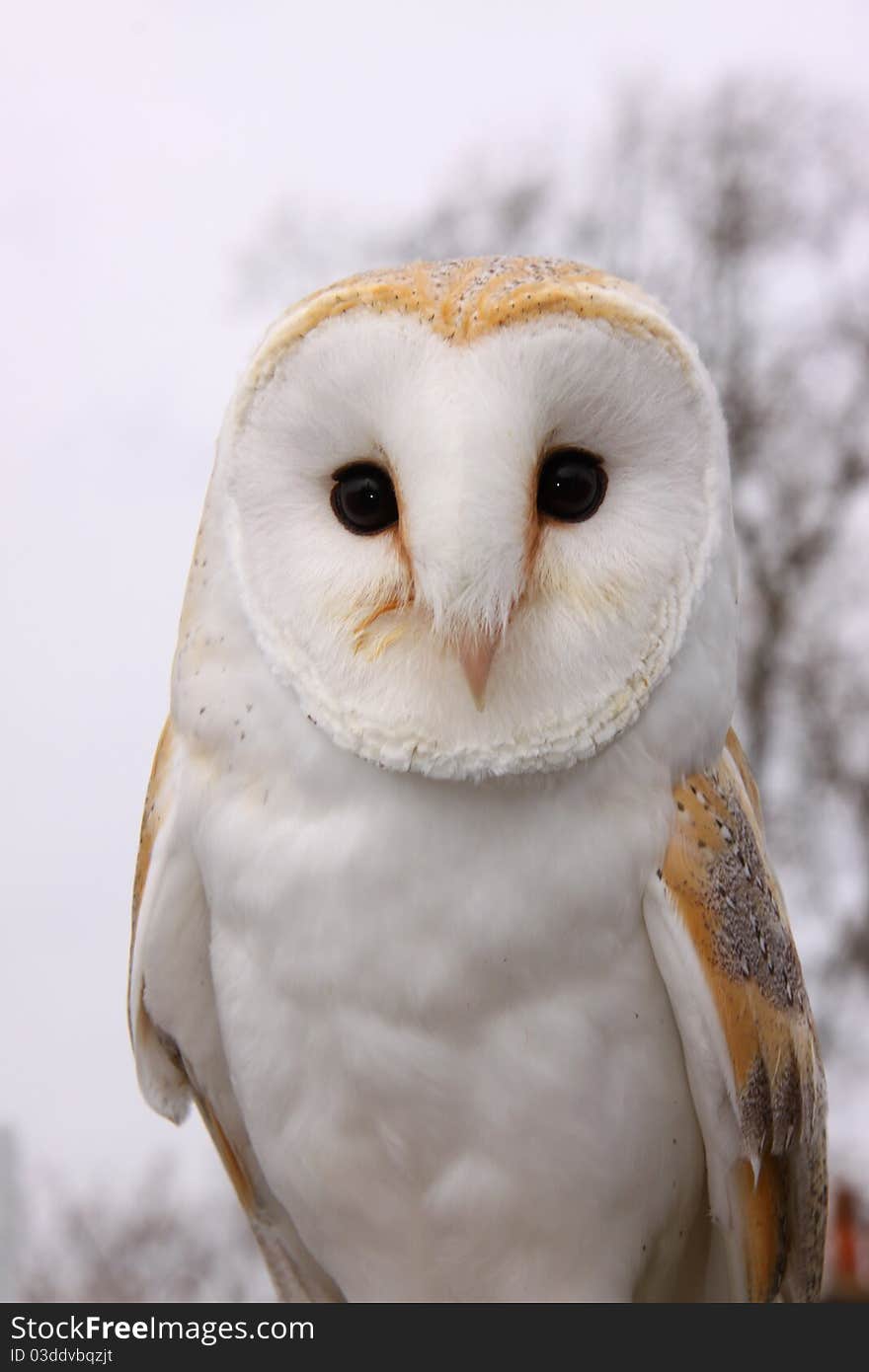 Close-up of a barn owl.