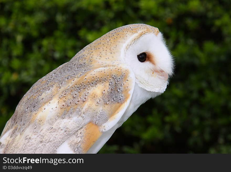 Close-up of a barn owl.