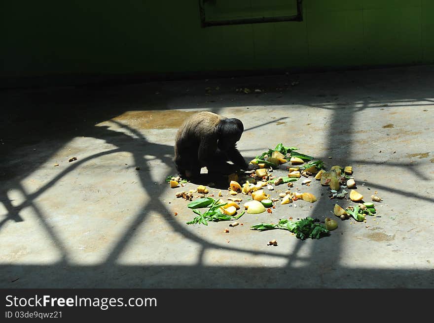 Monkey in prison