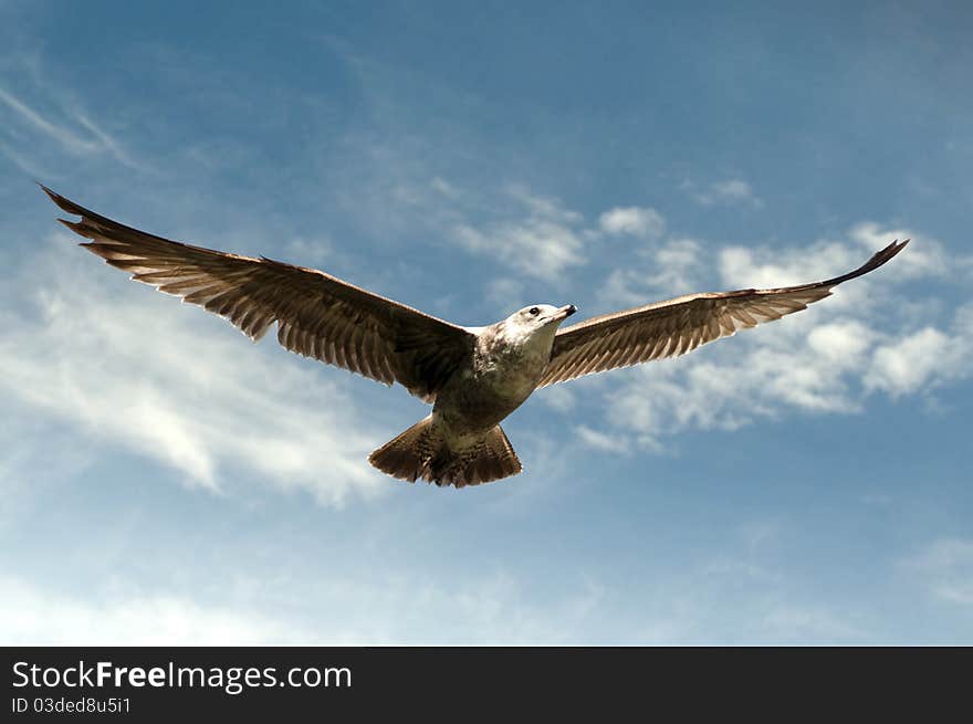 Flying gull with wide opened wings on sunny day