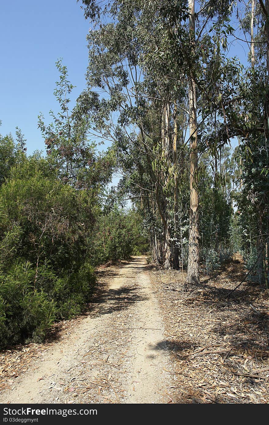 Landscape country road