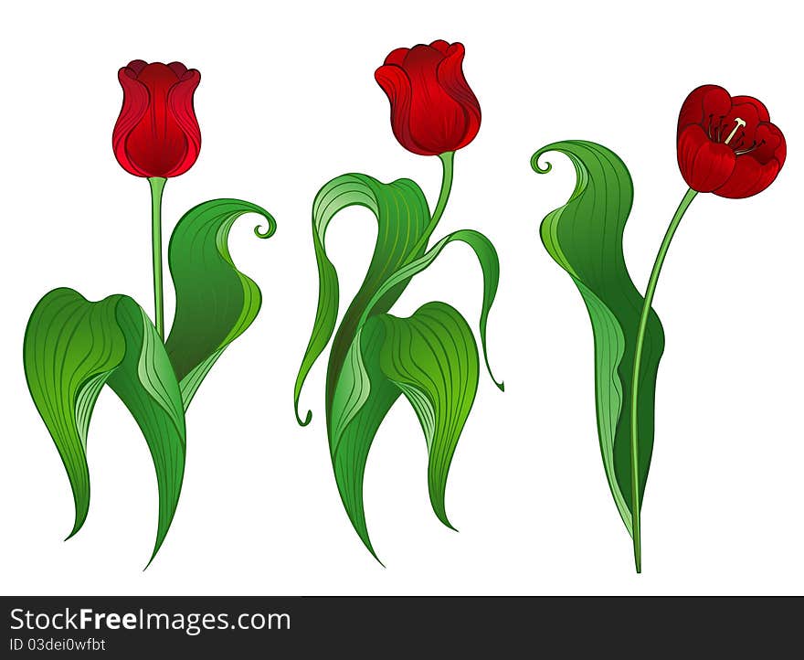 Three artistically painted red tulips on a white background. Three artistically painted red tulips on a white background.