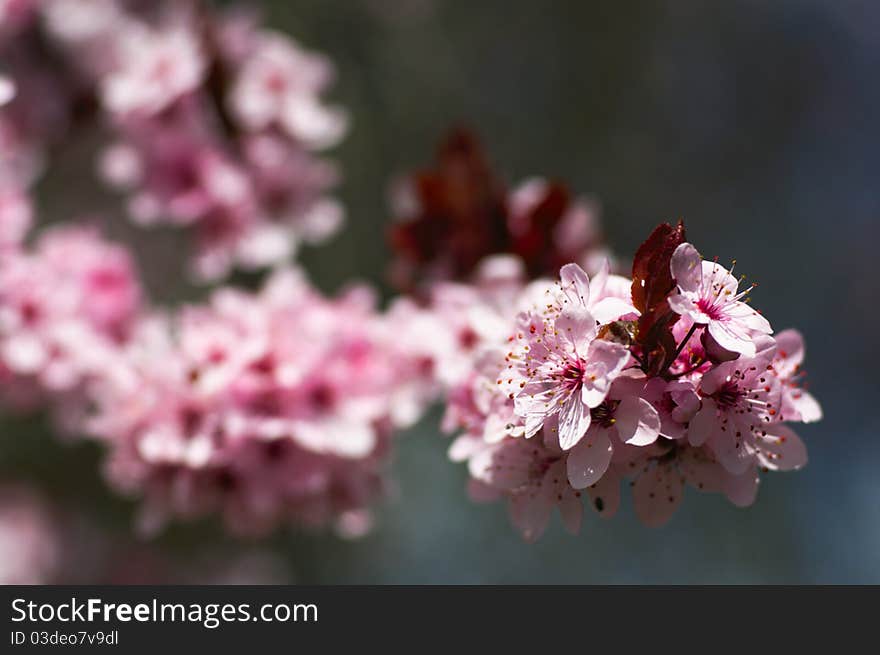 Cherry Tree Blossom