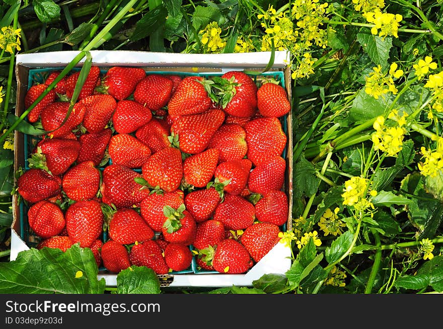 Image of strawberries in field